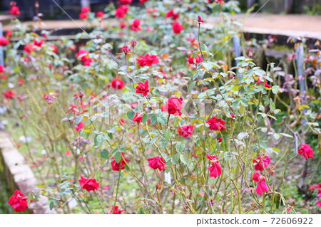 玫瑰花羅布羅伊 72606922