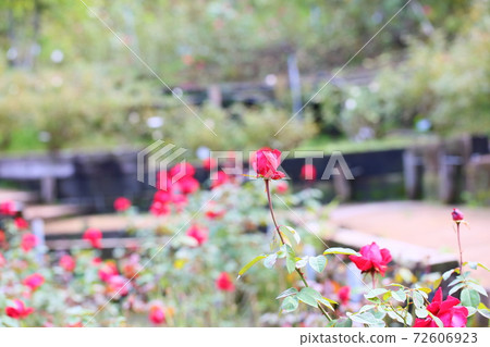 Rose flower Rob Roy 72606923