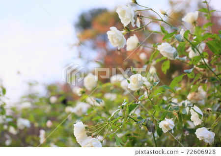 Rose flowers Schneebitten Rose flowers Schneebitten 72606928