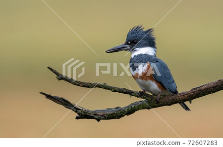 Belted Kingfisher Portrait Belted Kingfisher Portrait 72607283