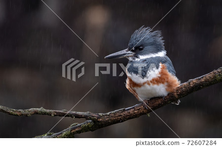 Belted Kingfisher Portrait Belted Kingfisher Portrait 72607284