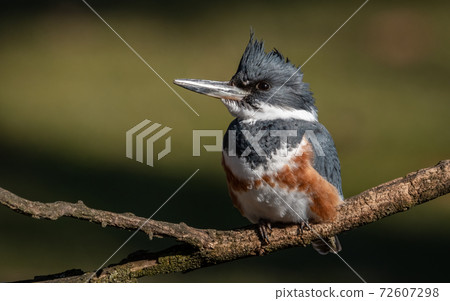 Belted Kingfisher Portrait Belted Kingfisher Portrait 72607298