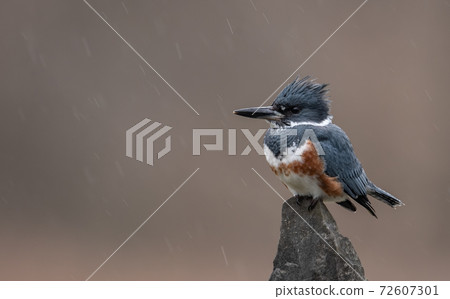 Belted Kingfisher Portrait Belted Kingfisher Portrait 72607301