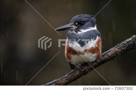 Belted Kingfisher Portrait Belted Kingfisher Portrait 72607302