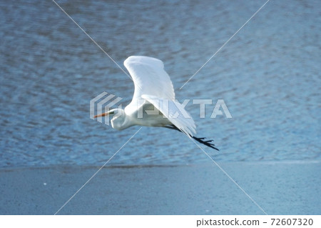 Egret flying in the wilderness of Hokkaido Egret flying in the wilderness of Hokkaido 72607320