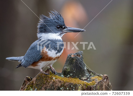 Belted Kingfisher Portrait Belted Kingfisher Portrait 72607339