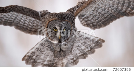 Great Grey Owl in Canada Great Grey Owl in Canada 72607396
