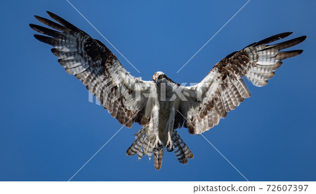Osprey Fishing in Florida Osprey Fishing in Florida 72607397