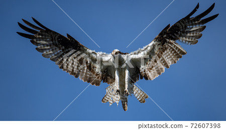 Osprey Fishing in Florida Osprey Fishing in Florida 72607398