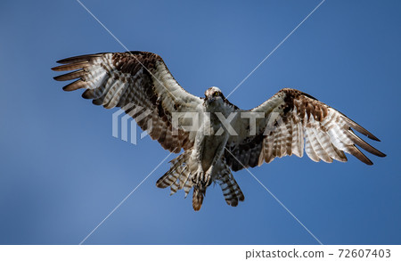Osprey Fishing in Florida Osprey Fishing in Florida 72607403