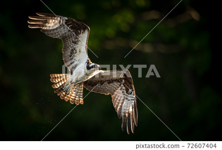 Osprey Fishing in Florida Osprey Fishing in Florida 72607404