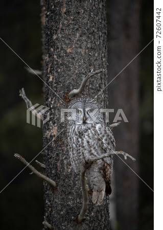 Great Grey Owl in Canada  72607442