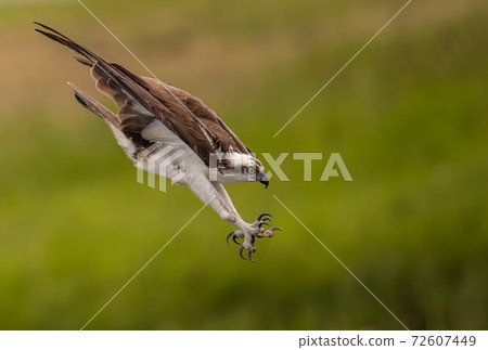 Osprey Fishing in Florida Osprey Fishing in Florida 72607449