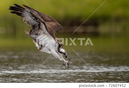 Osprey Fishing in Florida Osprey Fishing in Florida 72607452