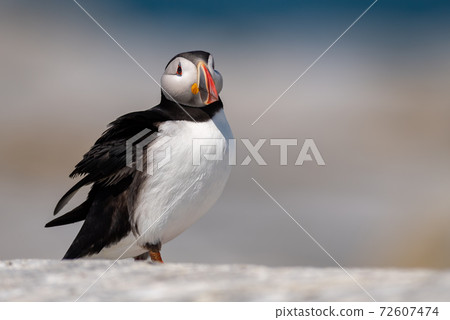 Atlantic Puffin 72607474