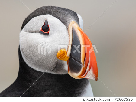 Atlantic Puffin 72607589