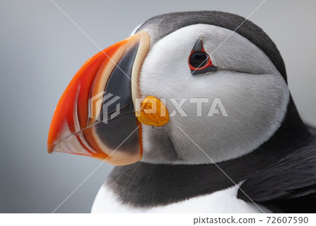 Atlantic Puffin Atlantic Puffin 72607590