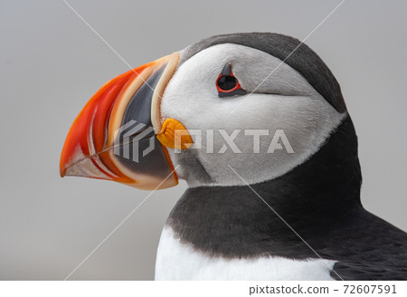 Atlantic Puffin 72607591