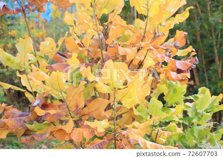 Park no Konoha yellow leaves 72607703