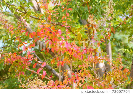 Autumn leaves crape myrtle leaves Autumn leaves crape myrtle leaves 72607704