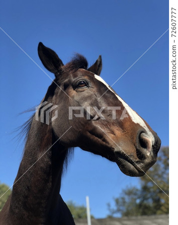 Thoroughbred under the blue sky Thoroughbred under the blue sky 72607777