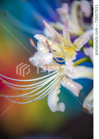 Cluster amaryllis autumn image 72607831