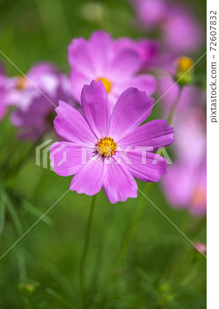 Cosmos field autumn image 72607832