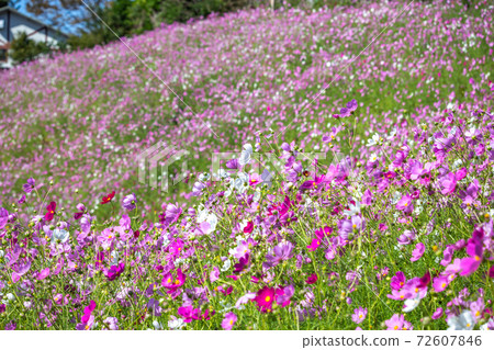 Cosmos field autumn image 72607846