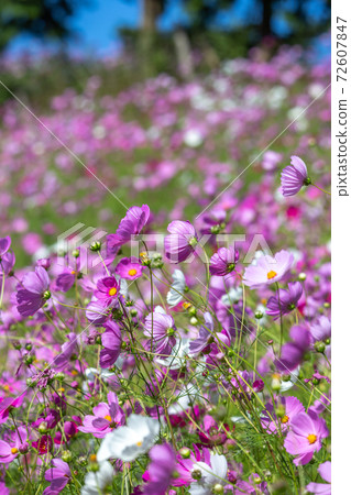Cosmos field autumn image 72607847