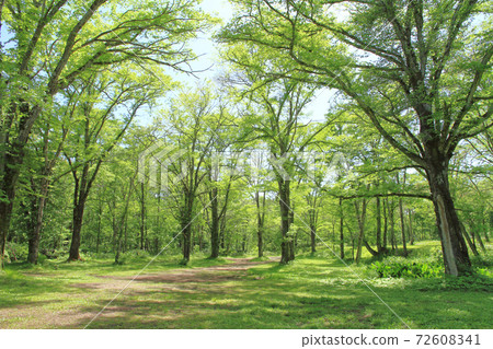 Togaku Camping Forest 72608341