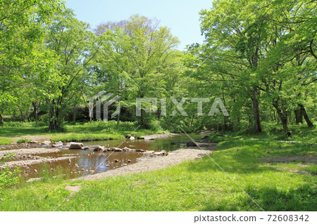 Togaku Camping Forest 72608342