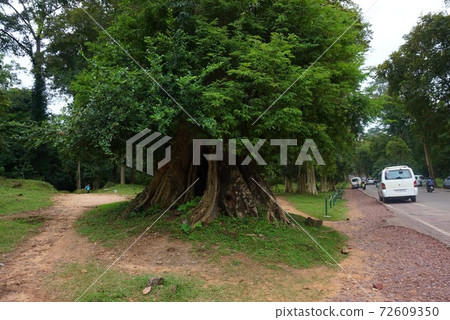 Southeast Asian plants in Cambodia Southeast Asian plants in Cambodia 72609350