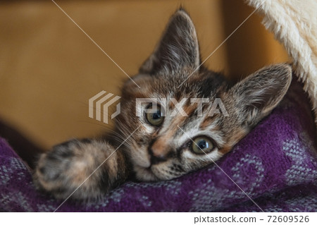 Relaxing kitten Relaxing kitten 72609526