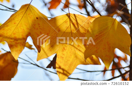 Tulip tree leaves with yellow leaves Tulip tree leaves with yellow leaves 72610152