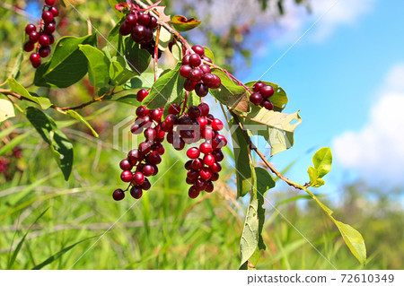 Ripe chokecherries hang on a branch against a blue sky 72610349