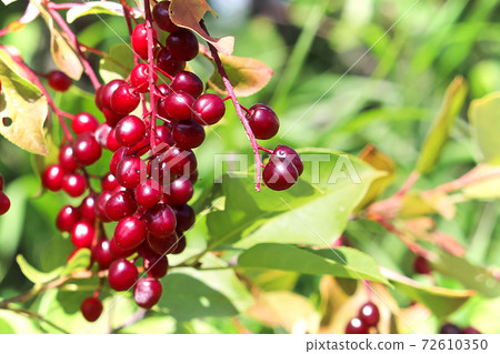 Macro of a cluster of wild red ripe chokecherries Macro of a cluster of wild red ripe chokecherries 72610350