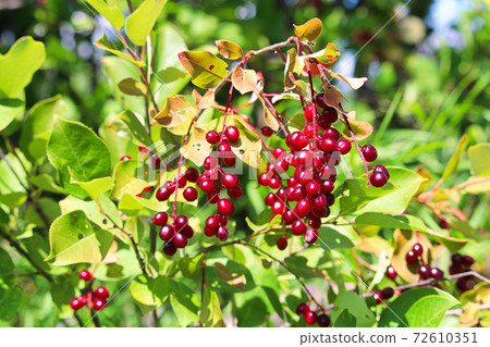 Wild red ripe chokecherries hang on a branch Wild red ripe chokecherries hang on a branch 72610351
