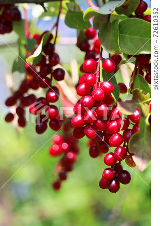 Macro of a cluster of wild red ripe chokecherries Macro of a cluster of wild red ripe chokecherries 72610352
