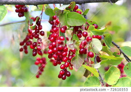 Wild red ripe chokecherries hanging on a branch Wild red ripe chokecherries hanging on a branch 72610353