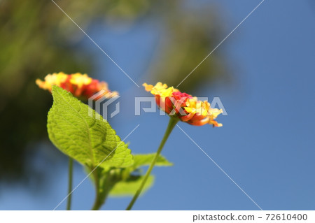 Lantana flowers blooming toward the blue sky in summer Lantana flowers blooming toward the blue sky in summer 72610400