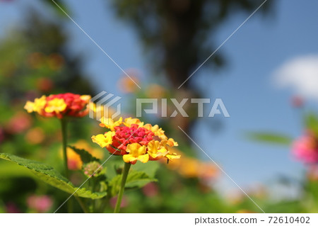 Lantana flowers blooming toward the blue sky in summer Lantana flowers blooming toward the blue sky in summer 72610402