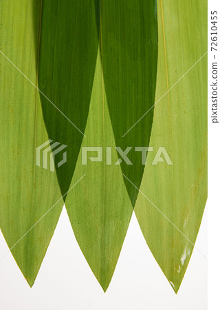 竹葉安排 72610455