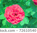 Red rose Ernest H. Morse 72610540
