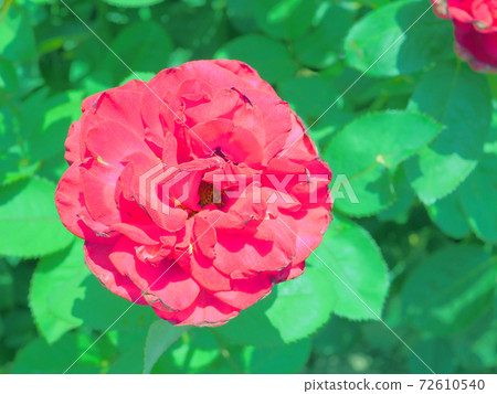 Red rose Ernest H. Morse 72610540