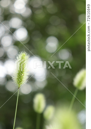 Enokorogusa的耳朵對透過樹的陽光是透明的 72610849