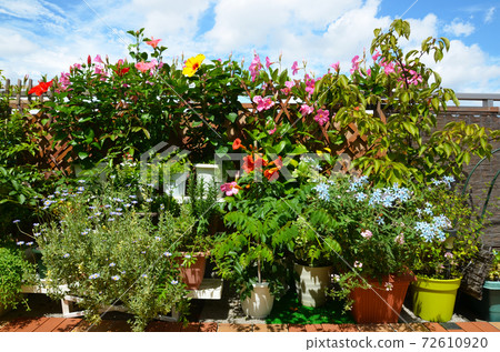 A lot of flowers in the blue sky, a view of the roof balcony 72610920