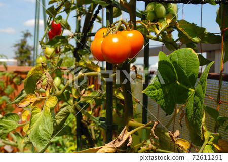Roof balcony self-sufficient in the vegetable garden 72611291