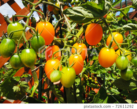 Kitchen garden orange cherry tomatoes 72611292