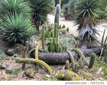 Arizona Garden infested with cacti 72611501