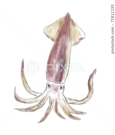 Hand drawn illustration of squid with watercolor touch Hand drawn illustration of squid with watercolor touch 72612193